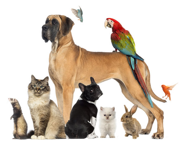 Natural Best Products for Pets
